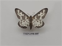 藏品(尺蛾111)的圖片